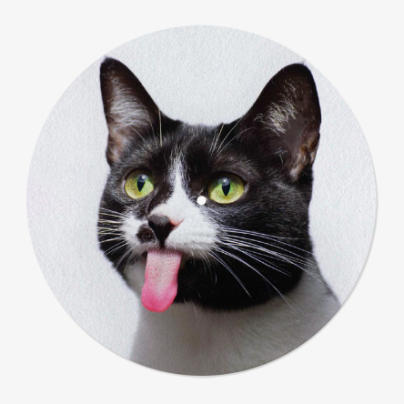 feutrine vinyle chat