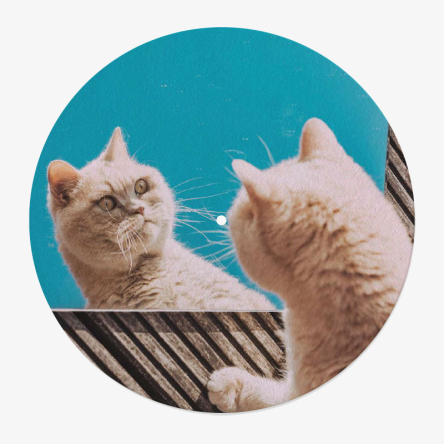feutrine vinyle chats